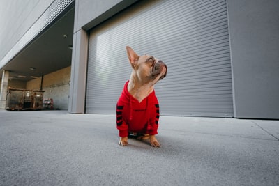棕色短毛狗，穿着红色衬衫和红色裤子